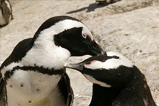 一对,非洲企鹅,黑脚企鹅,好望角,南非