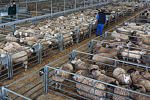 绵羊,牛,市场,莱斯特,英格兰
