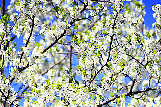 花,春天,树,背景,蓝天