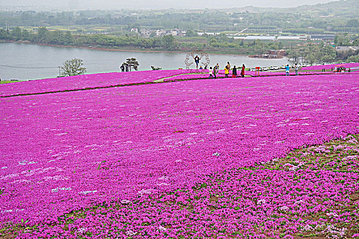 芝樱小镇风光