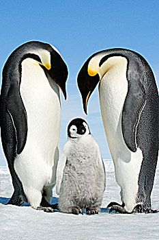成年,帝企鹅,幼禽,雪丘岛,南极半岛