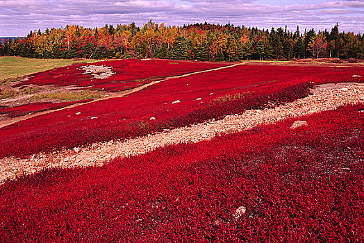 蓝莓,地点,新布兰斯维克,加拿大