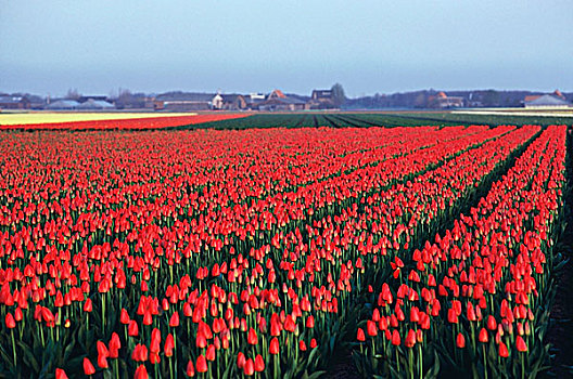郁金香,农场,开花,库肯霍夫花园,荷兰