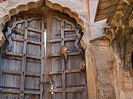 猕猴,猴子,保护,门,老,邦迪,印度