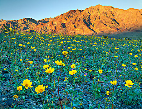 死亡谷国家公园,加利福尼亚,美国,荒芜,金色,沙子,马鞭草属植物,开花,仰视,黑山,日落,大幅,尺寸