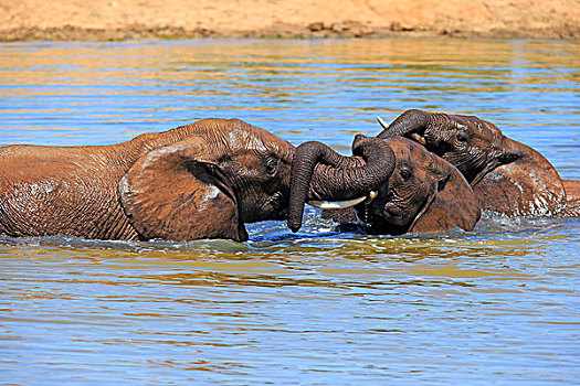 非洲象,大象,浴,水,交际,动作,阿多大象国家公园,东开普省,南非,非洲