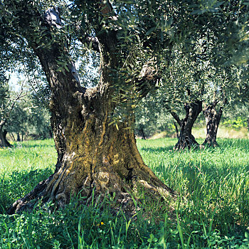 橄榄树,西班牙,欧洲