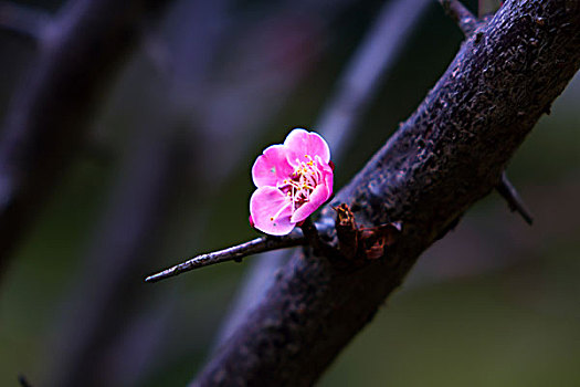 梅花