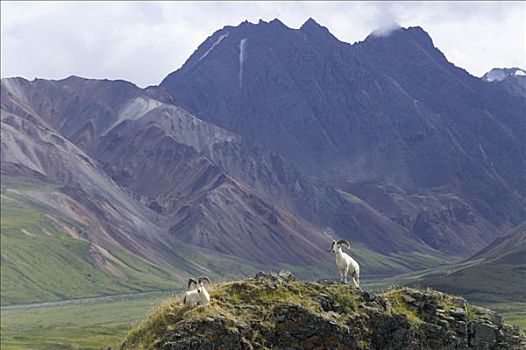 野大白羊,公羊,山脊,多彩,德纳里国家公园