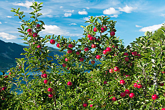 红色,苹果,树,挪威,斯堪的纳维亚,欧洲