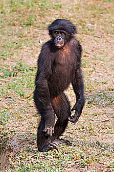 倭黑猩猩,站立,笔直,腿,刚果,非洲
