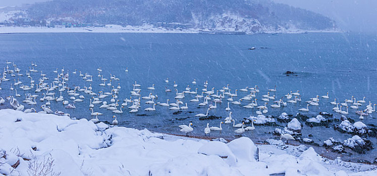 山东威海俚岛镇烟墩角拍摄的冬天雪地天鹅湖风景