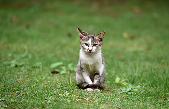 一群野外流浪猫