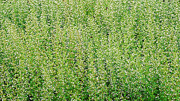 绿色植物,白花,地点,草地