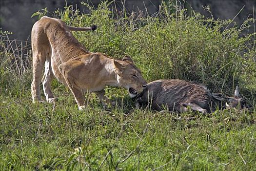 肯尼亚,纳罗克地区,马赛马拉,雌狮,杀,马赛马拉国家保护区