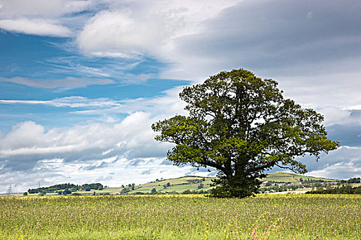 孤木,土地,苏格兰边境,苏格兰