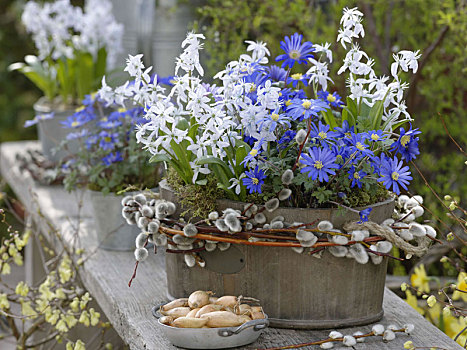 希腊银莲花,光线,银莲花,绵枣儿属植物
