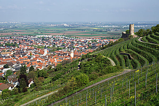 风景,上方,葡萄园,城市,莱茵河,山谷,右边,城堡,遗址,山顶,巴登,巴登符腾堡,德国,欧洲