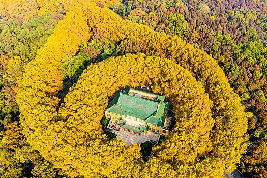 航拍南京钟山风景名胜区美龄宫法国梧桐树茂密