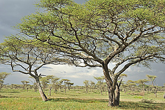 树林,刺槐,恩戈罗恩戈罗,保护区,坦桑尼亚,非洲