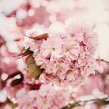 线条,花,樱桃树,四月
