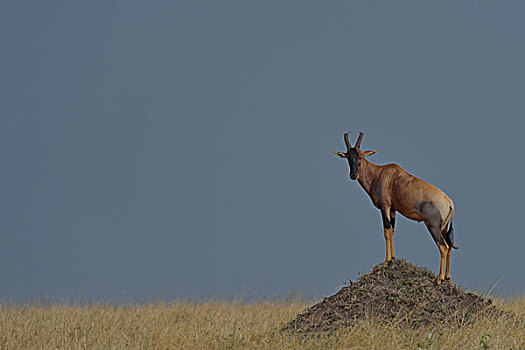 站立,三角形,马赛马拉国家保护区,肯尼亚,非洲