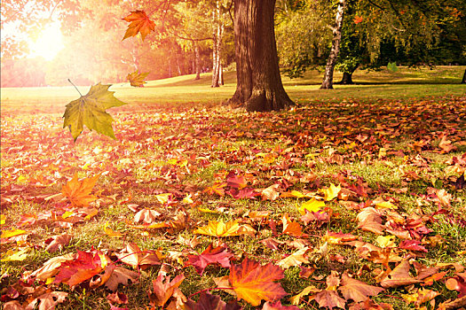 落下,叶子,秋天,树