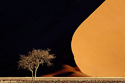 纳米比亚,纳米比诺克陆夫国家公园,红色,沙丘,对比,树,画廊