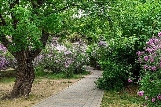 植物园鲜花小路