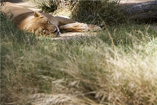 睡觉,母狮