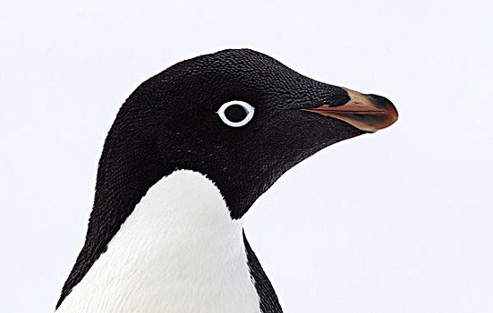 阿德利企鹅,南极,南大洋