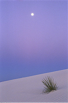 沙丘草,白沙,国家纪念建筑,新墨西哥,美国