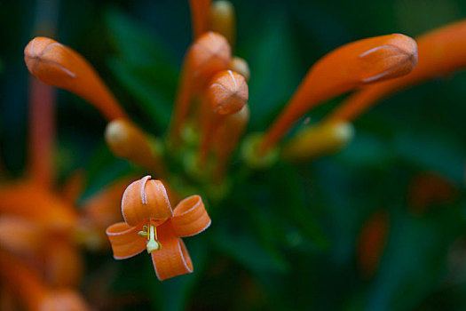 橙色小花