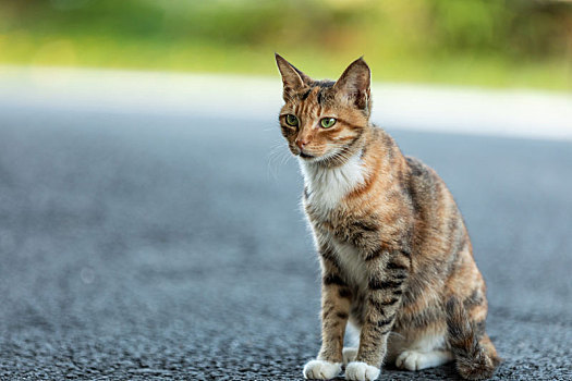 后院花园里玩耍的可爱猫眯