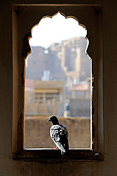 鸽子,窗户,房子,斋沙默尔,拉贾斯坦邦,北印度,印度,南亚,亚洲
