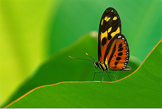 特写,蝴蝶,叶子,亚马逊雨林,厄瓜多尔
