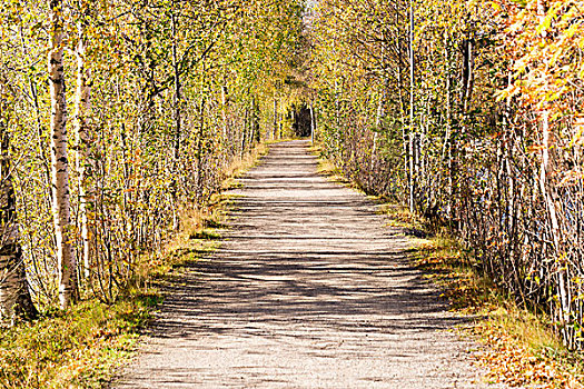 小路,树,瑞典