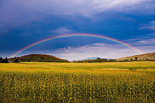 美国,佛蒙特州,彩虹,上方,玉米