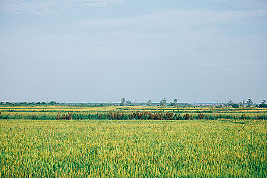 乡间田园小路麦田