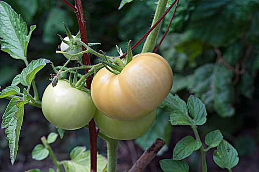 西红柿茎,花园,石荷州,德国,欧洲