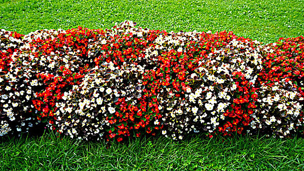 红色,白色,花,米拉贝尔花园