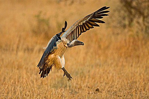 非洲,坦桑尼亚,白背兀鹫,飞,塞伦盖蒂国家公园
