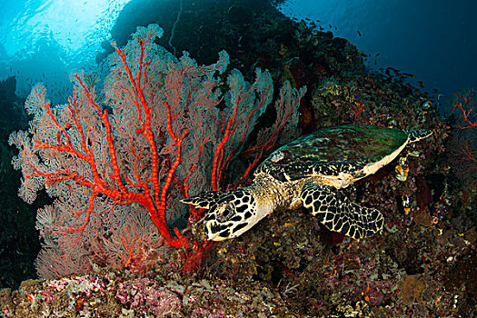特写,玳瑁,海龟,靠近,红海,印度尼西亚