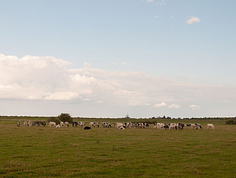 风景,场景,乳牛场,母牛,放牧,草地