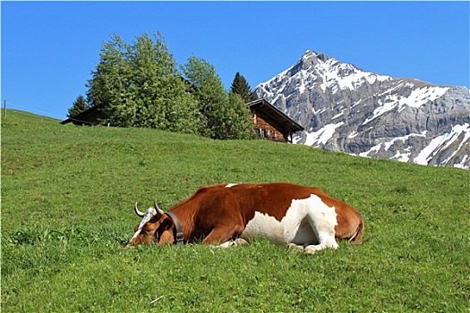 睡觉,母牛,绿色,草地,山,小屋
