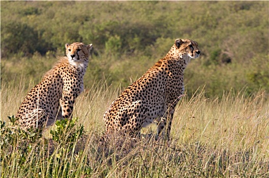 两个,印度豹,马赛马拉国家保护区