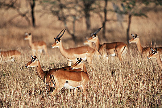 肯尼亚,牧群,黑斑羚,张望,一个,方向,大幅,尺寸