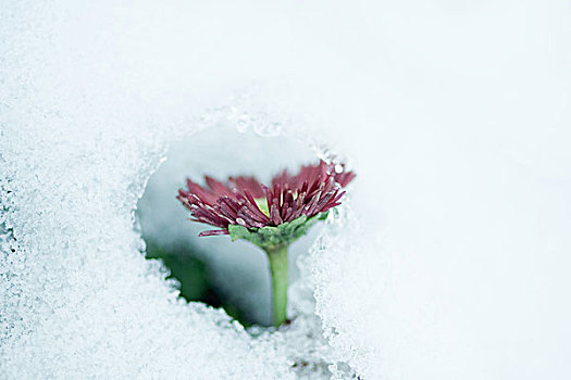 花,风景,洞,雪中