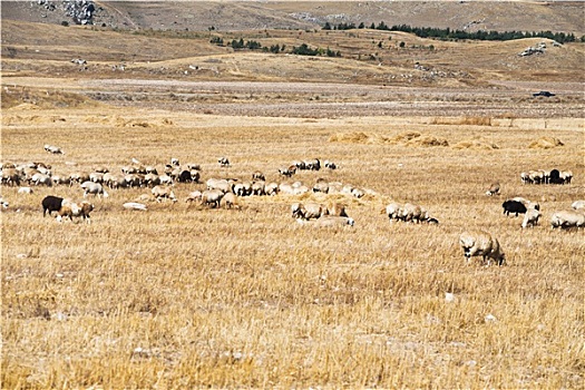 羊群,放牧,高原