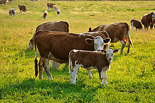 母牛,饲养,草场,幼兽,晚间,亮光,梅克伦堡前波莫瑞州,德国,欧洲